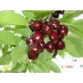 KİRAZ 0900 ziraat KİRAZ 0900 ziraat