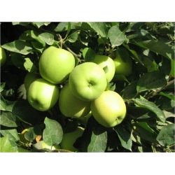 Golden Delicius Elma