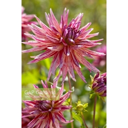 ALAIN MIMOUN DAHLİA ALAIN MIMOUN DAHLİA