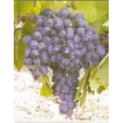 BANAZI SİYAHI ÜZÜMÜ