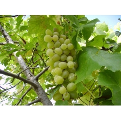 Beyaz Keçi Memesi Üzümü