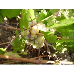 Beyaz Üzüm (ELDAŞ)