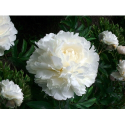 BOWL OF CREAM ŞAKAYIK BOWL OF CREAM ŞAKAYIK