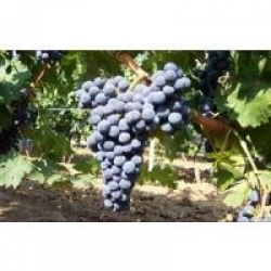 Cabernet Sauvignon üzümü