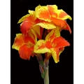 Canna ROSEMOND COLES Canna ROSEMOND COLES