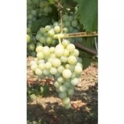 Çavuş üzümü Çavuş üzümü