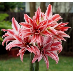 AMARYLLİS DOUBLET AMARYLLİS DOUBLET