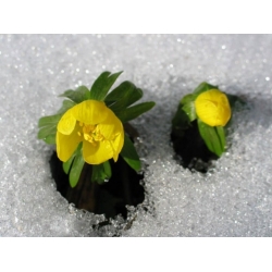 Eranthis / Kar Çiçeği Eranthis / Kar Çiçeği
