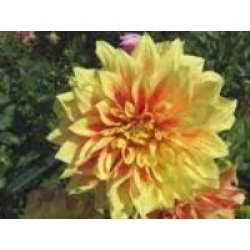 EXSPOLOSİON  DAHLİA