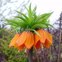 Fritallaria imperialis / Orange / ağlayan gelin / ters lale