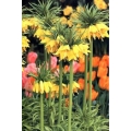 Fritallaria imperialis / Yellow / ağlayan gelin / ters lale