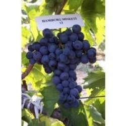 Hamburg Misketi üzümü