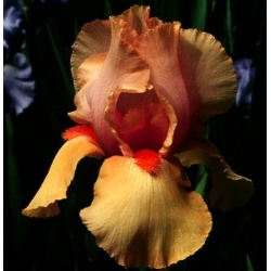 İRİS GERMENİCA SANGREAL