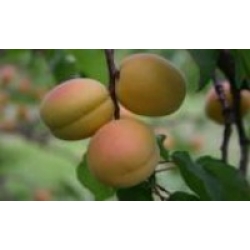 HACIHALİLOĞLU KAYISI