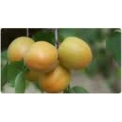 IĞDIR ŞALAĞI KAYISI