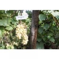 Kozak Beyazı üzümü