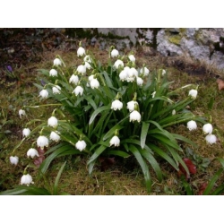 leucojum /göl soğanı