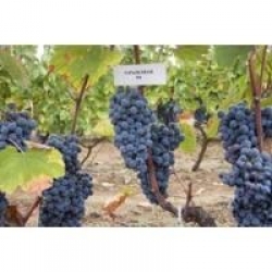 Papaz Karası üzümü