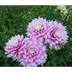 GİTTS PERFECTION  DAHLİA