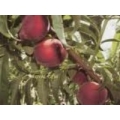 ROYAL GEM ŞEFTALİ ROYAL GEM ŞEFTALİ