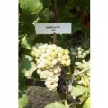 Semillon üzümü