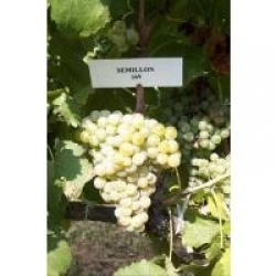 Semillon üzümü
