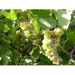 Şireder Üzümü Şireder Üzümü