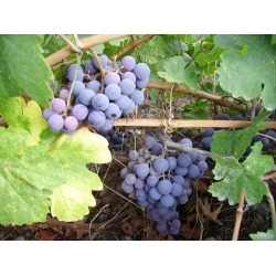 Siyah Buludu Üzümü