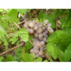 Tütünü bulgar Üzümü Tütünü bulgar Üzümü