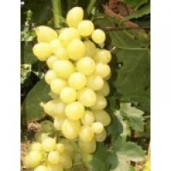 Yalova İncisi / üzüm Yalova İncisi / üzüm