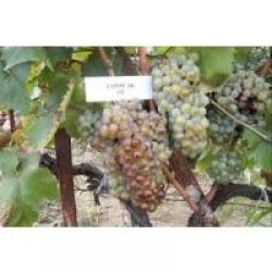 Yapıncak üzümü Yapıncak üzümü