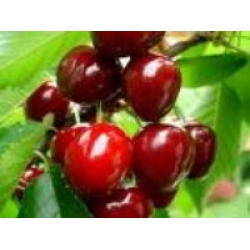 YARIMCA KİRAZ (EARLY BURLAT)