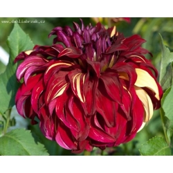 BOHEMİAN SPARTACUS DAHLİA