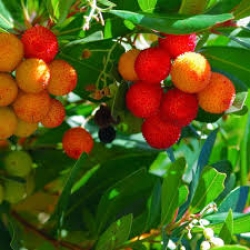 KOCAYEMİŞ DAĞ ÇİLEĞİ KOCAYEMİŞ DAĞ ÇİLEĞİ