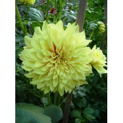 GLORİSA DAHLİA GLORİSA DAHLİA