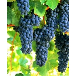 SYRAH (ŞİRAZ) ÜZÜMÜ