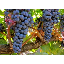 TEMPRANİLLO ÜZÜMÜ TEMPRANİLLO ÜZÜMÜ